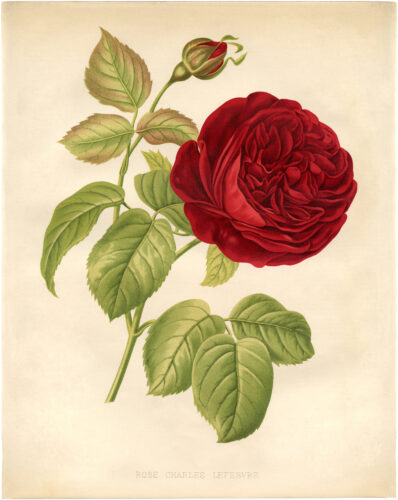 6 Free Vintage Botanical Prints For Your Home