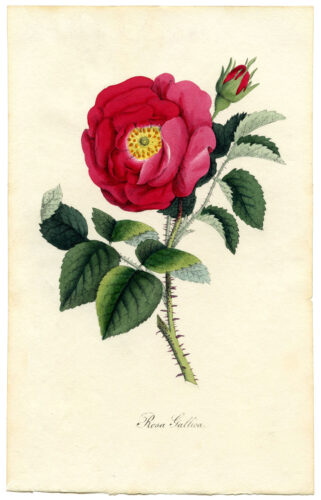 6 Free Vintage Botanical Prints For Your Home