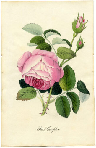 6 Free Vintage Botanical Prints For Your Home