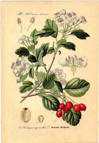 6 Free Vintage Botanical Prints For Your Home