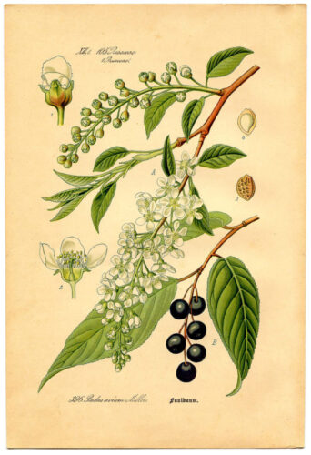 6 Free Vintage Botanical Prints For Your Home